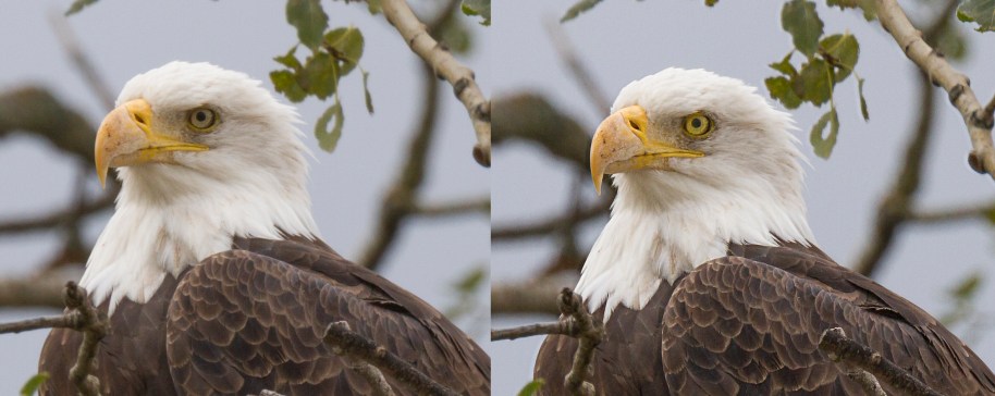 comparison eagle