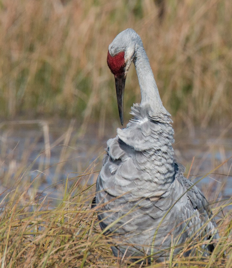preening crane