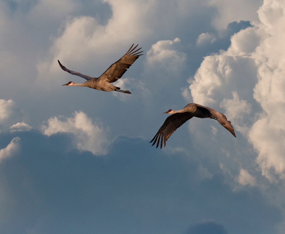 cranes and clouds