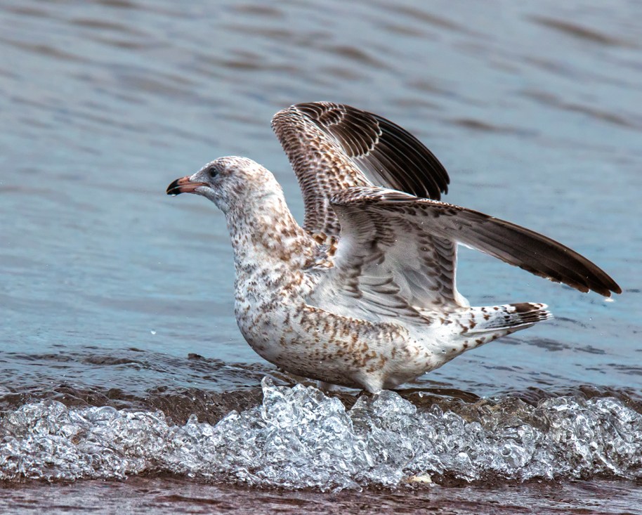 gull in wave