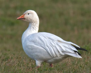 snow goose white morph