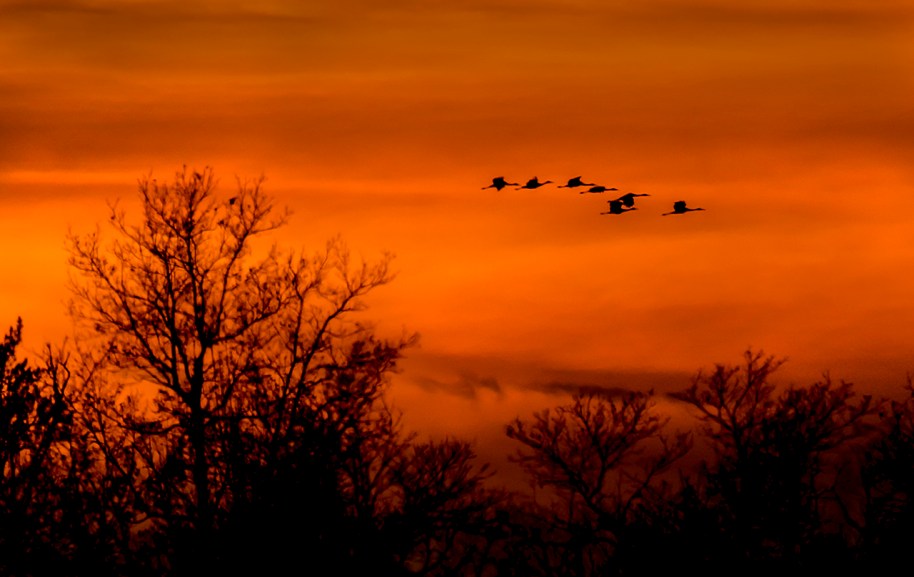 sunset cranes22