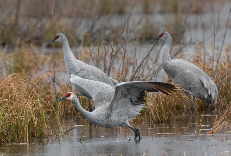 time to go cranes fly