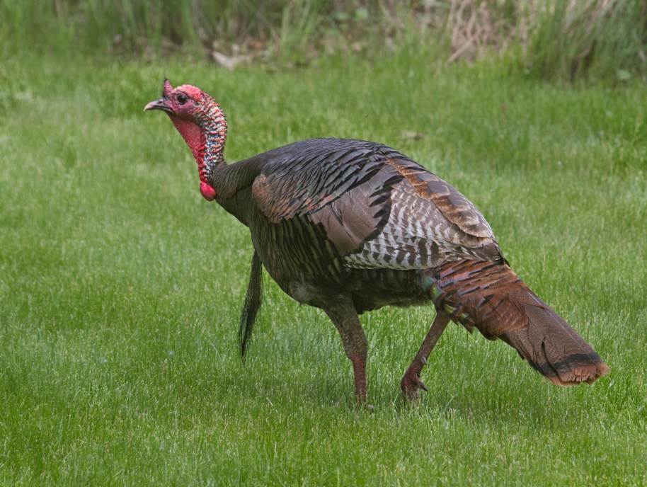 wild turkey
