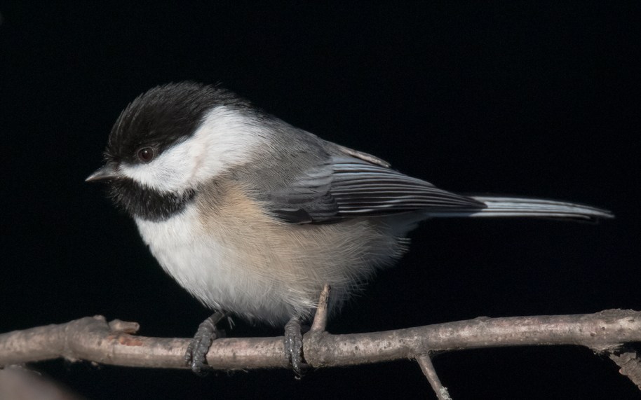 chickadee dee