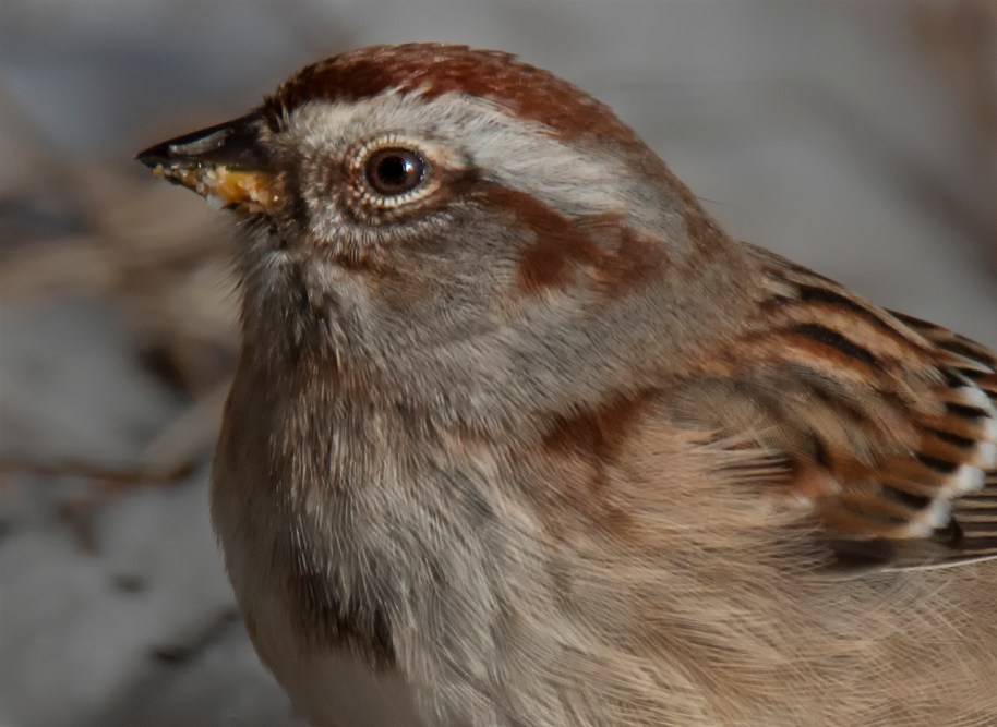 detailed tree sparrow