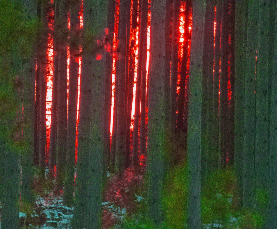 merry christmas woods