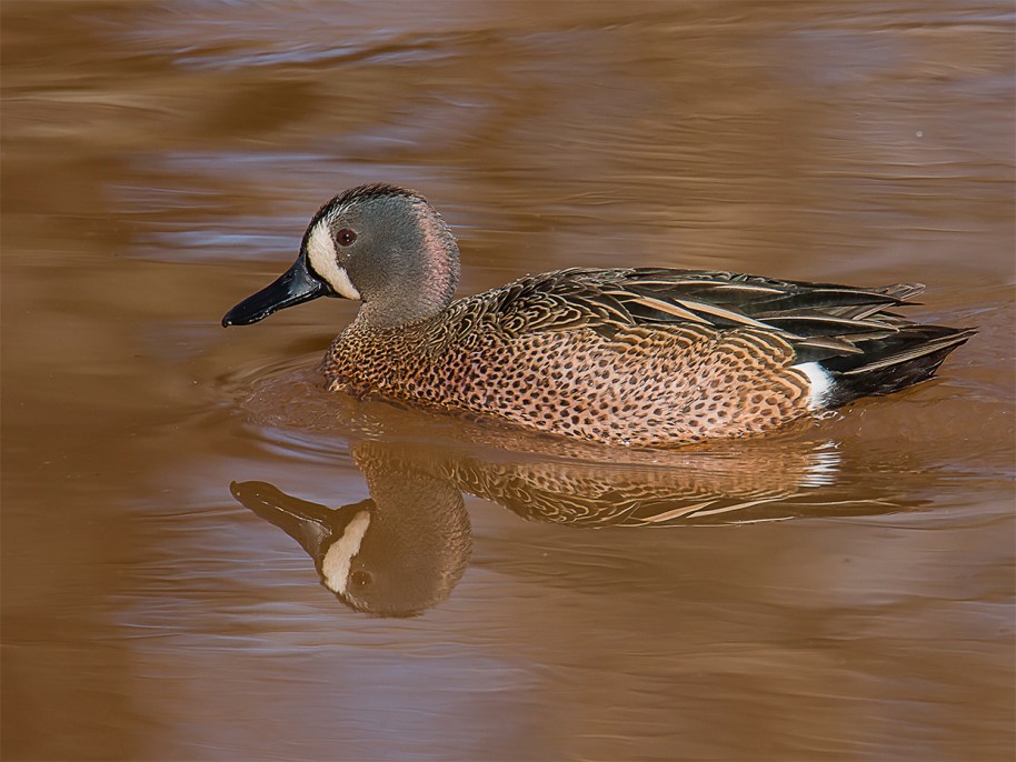 his original reflection flip