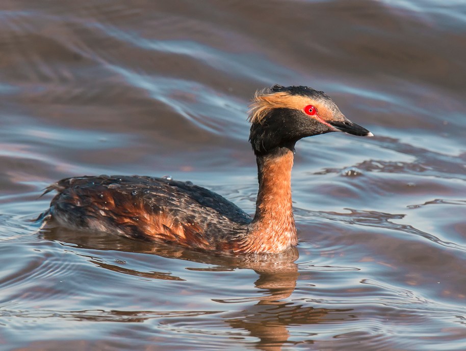 horned grebe hairdo