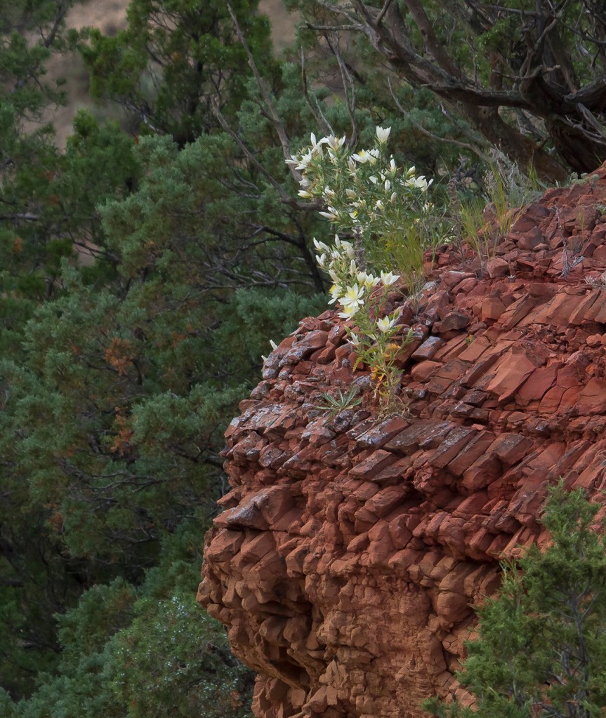 mentzelia on red rock
