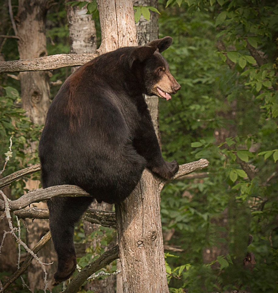 big bear in a tree