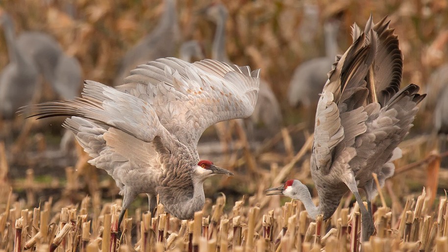 01,WC185,DN, Dancing Cranes