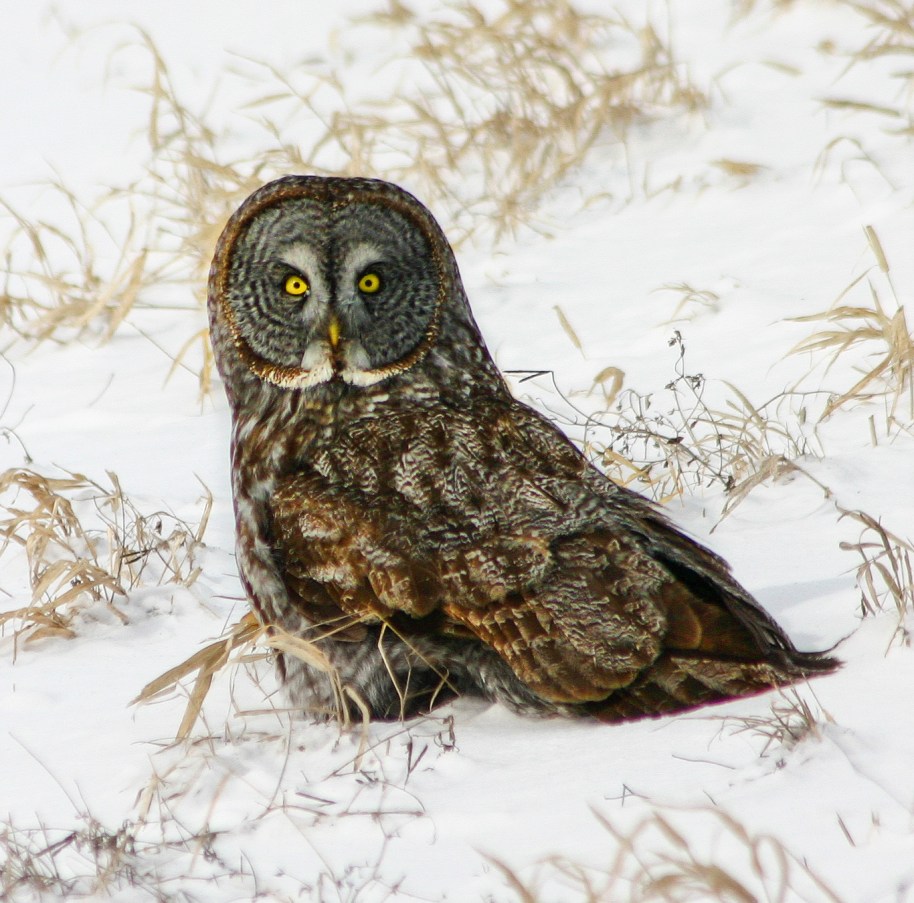 great gray in snow