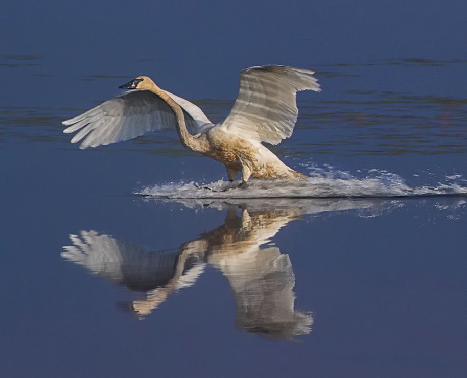 01,WC185,DJ,Swans Return