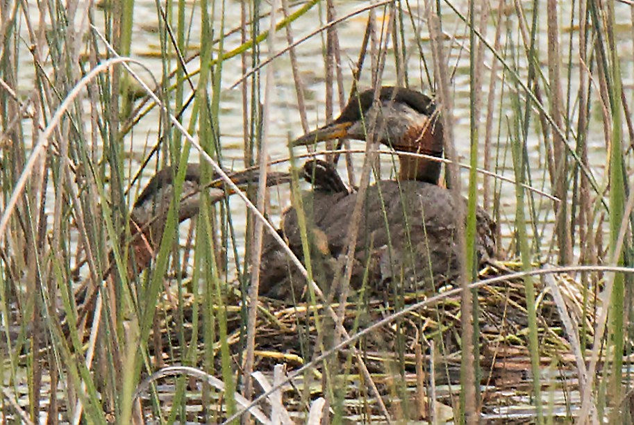 feeding red neck style