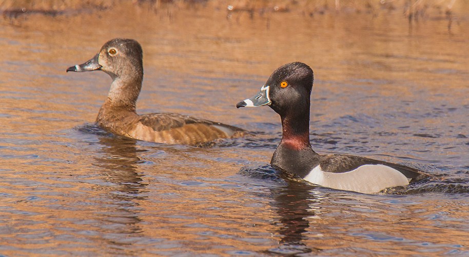 Nature - Ring Neck Ducks Pair -185