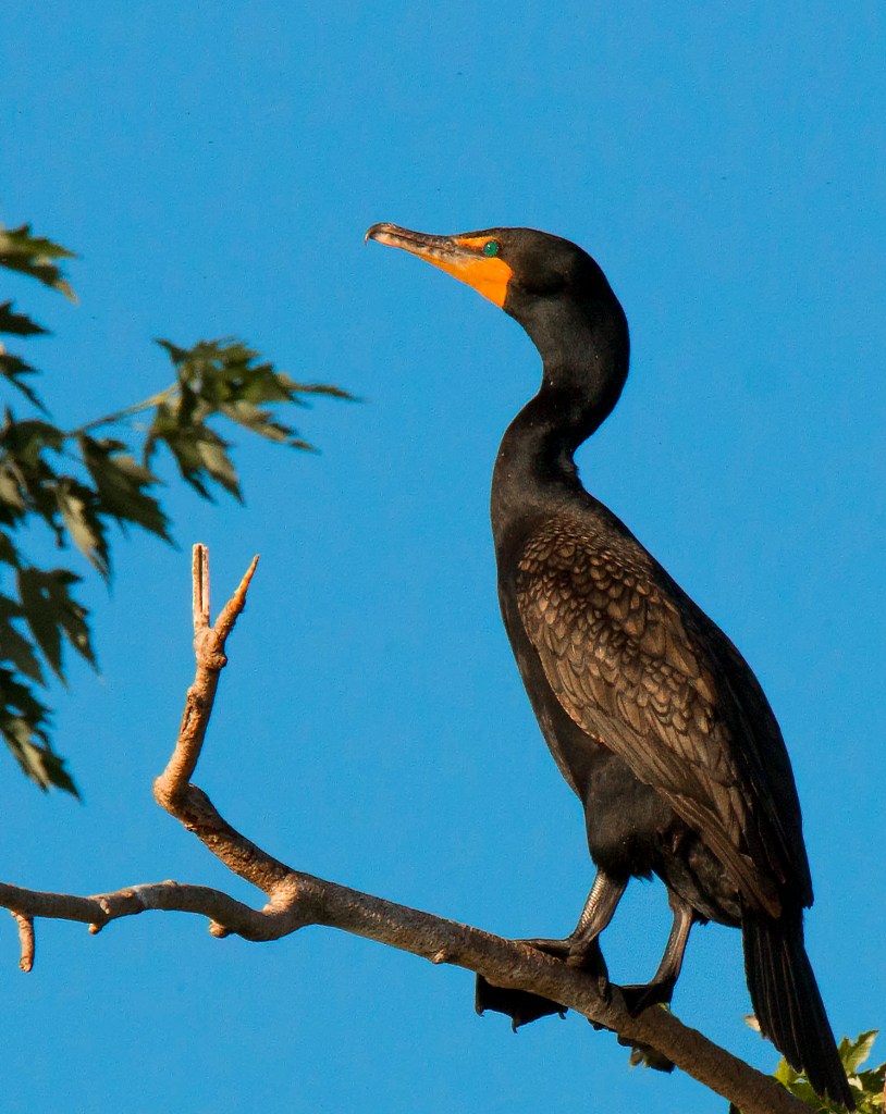 adult cormorant