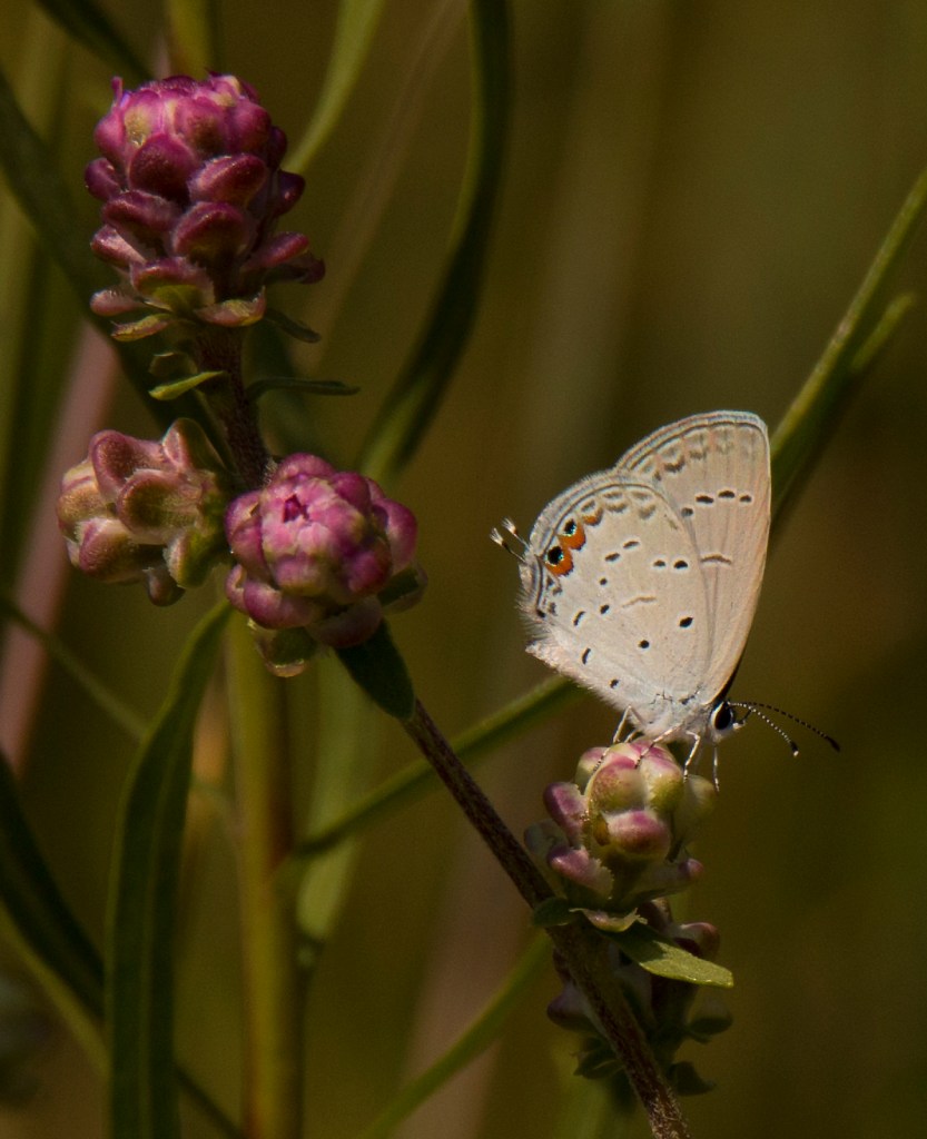 eastern tailed blue