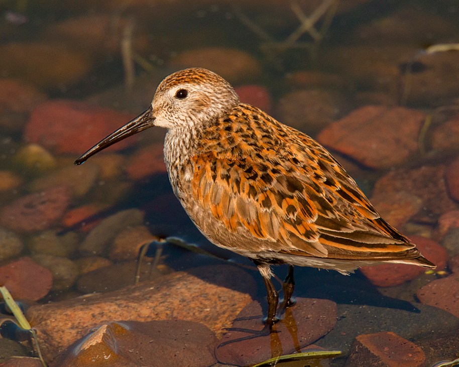 Sanderling - mjspringett