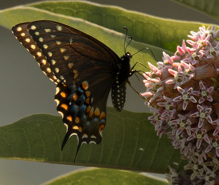 spicebush swallowtail