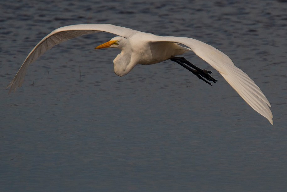 egret-flight