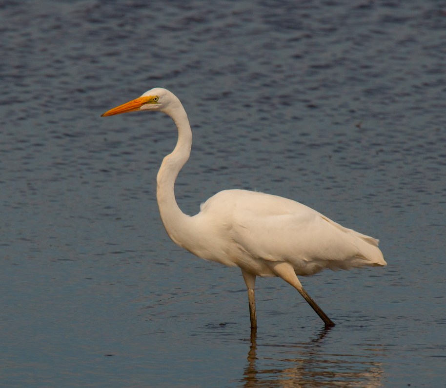 wading-egret