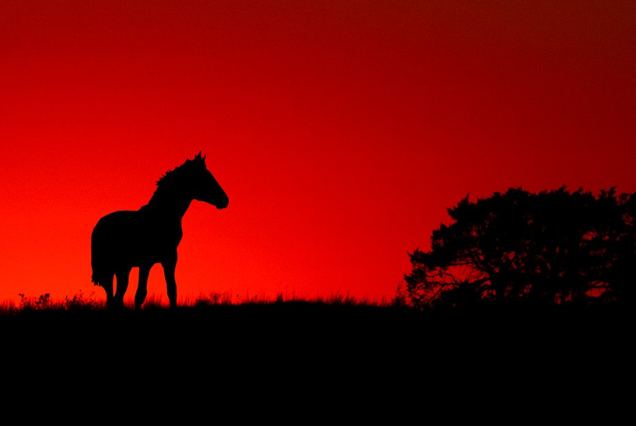 sunset-horse