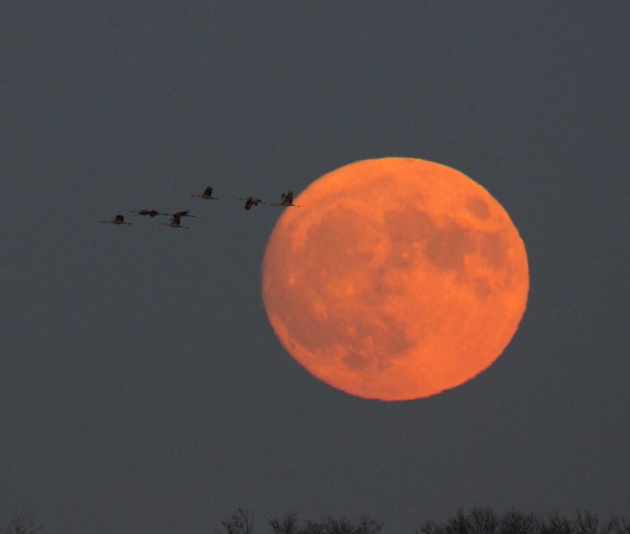 cranes-on-the-moon2