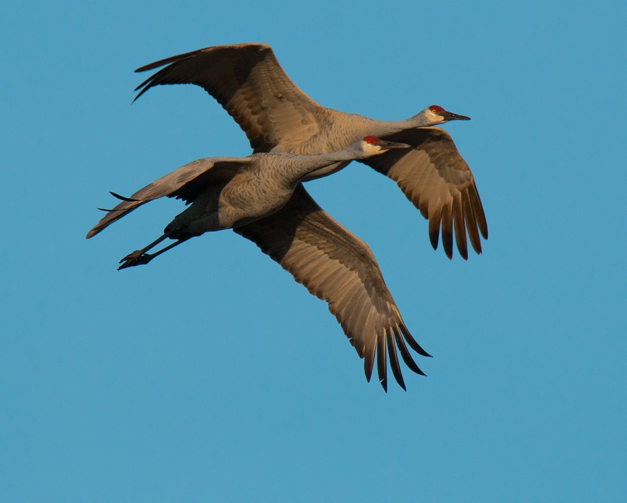 cranes-pair-on-the-move