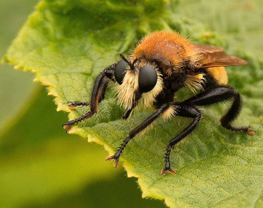 robber-fly-lying-in-wait