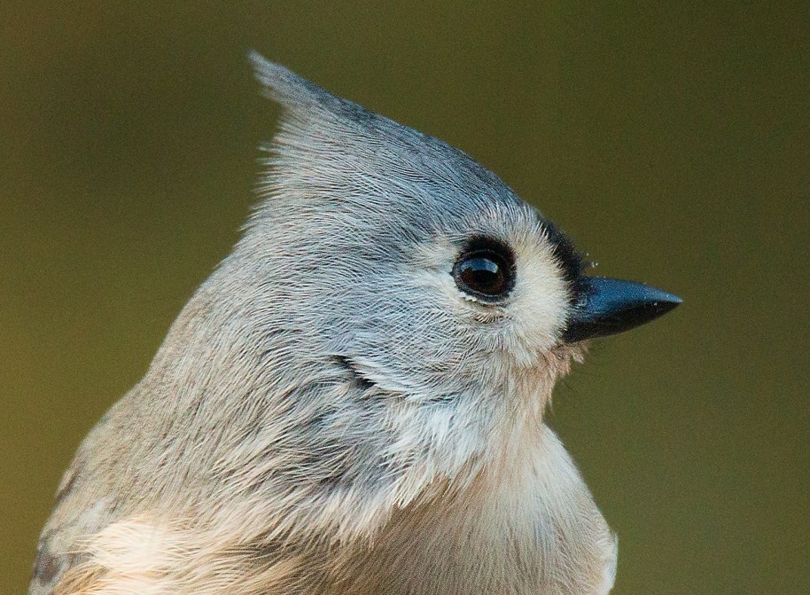 tufted-titmouse-portrail